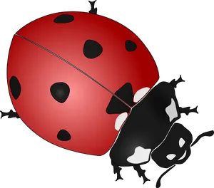 Red Ladybug Illustration PNG image