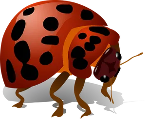 Red Ladybug Illustration PNG image