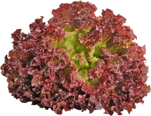 Red Leaf Lettuce Isolated PNG image