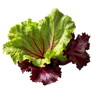 Red Leaf Lettuce Png Jmr PNG image