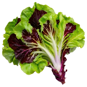 Red Leaf Lettuce Png Mix PNG image