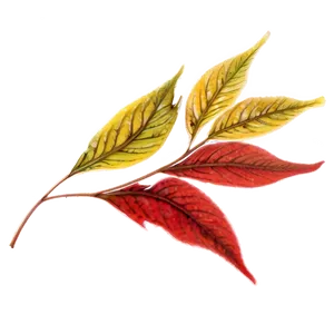 Red Leaf PNG 05032024