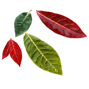 Red Leaf PNG 05032024