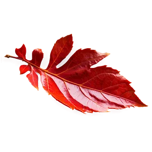 Red Leaf PNG Xft