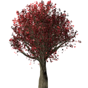 Red Leaved Tree Night Background