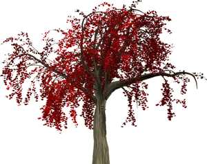 Red Leaved Treeon Black Background.jpg