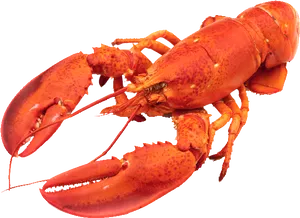 Red Lobster Isolated.png PNG image