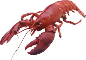 Red Lobster Isolatedon Blue Background.png PNG image