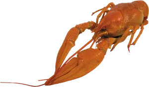 Red Lobster Isolatedon Blue Background.png PNG image