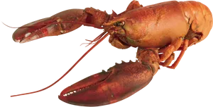 Red Lobster Isolatedon Transparent Background PNG image