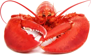 Red Lobster Isolatedon White Background PNG image