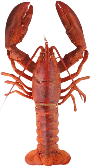 Red Lobster Standing Transparent Background.png PNG image