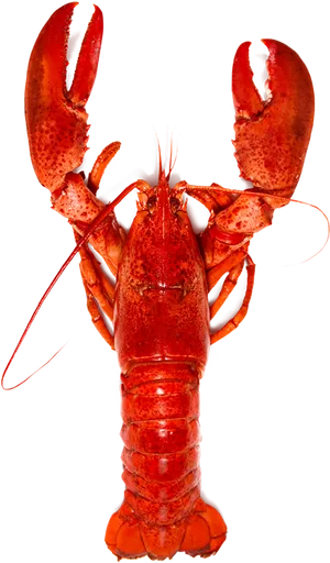 Red Lobster Standing Transparent Background.png PNG image