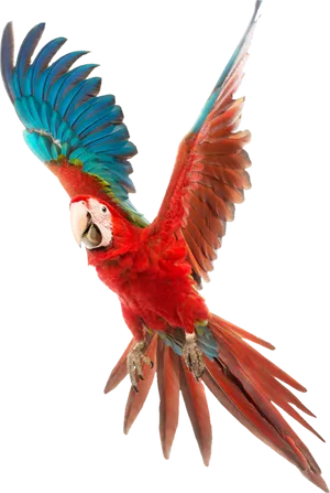 Red Macaw In Flight.jpg PNG image
