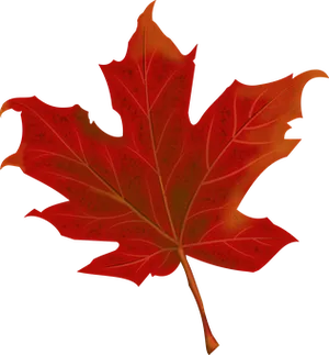 Red Maple Leafon Black Background