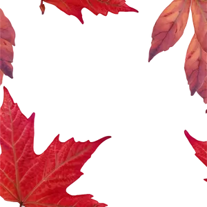 Red Maple Leaves Fall Png 27 PNG image