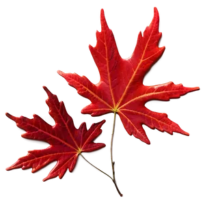 Red Maple Leaves Fall Png Vfb18 PNG image