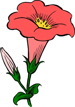 Red Morning Glory Illustration PNG image