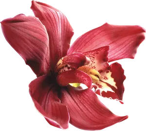 Red Orchid Isolated Background.png PNG