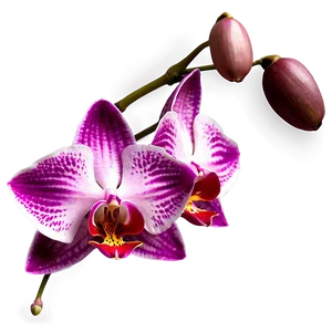 Red Orchid PNG 05242024