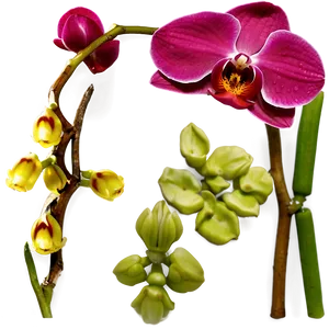 Red Orchid PNG 05242024