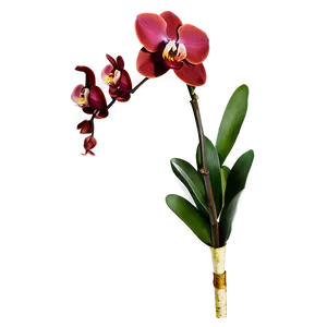 Red Orchid PNG Ncb61
