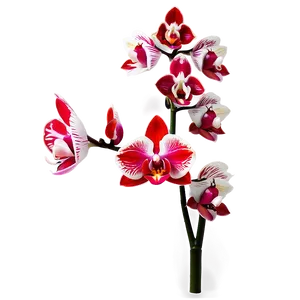 Red Orchids Elegance PNG 06122024 PNG