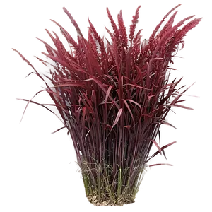 Red Ornamental Grass PNG 06212024