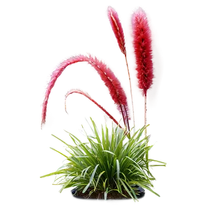Red Ornamental Grass PNG Gqj