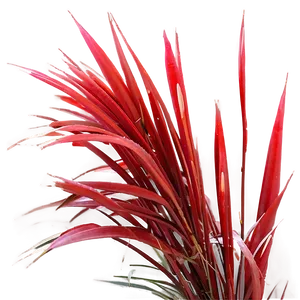 Red Ornamental Grass PNG Wjj PNG