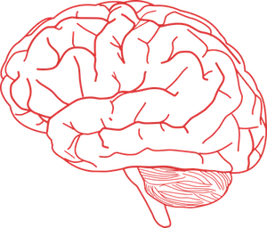 Red Outline Brain Illustration PNG image