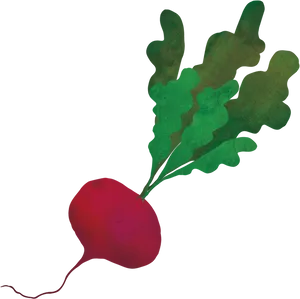Red Radishwith Green Leaves PNG