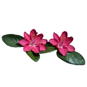 Red Rhododendron Png 06282024 PNG image