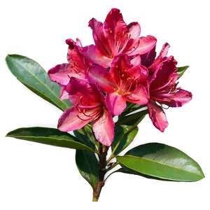 Red Rhododendron Png 06282024 PNG image