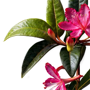 Red Rhododendron Png 06282024 PNG image