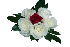Red Rose Among White Roses PNG
