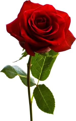 Red Rose Black Background
