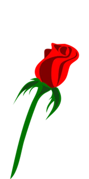 Red Rose Black Background