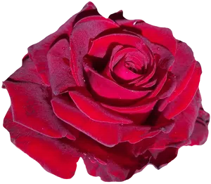 Red Rose Black Background