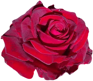 Red Rose Black Background