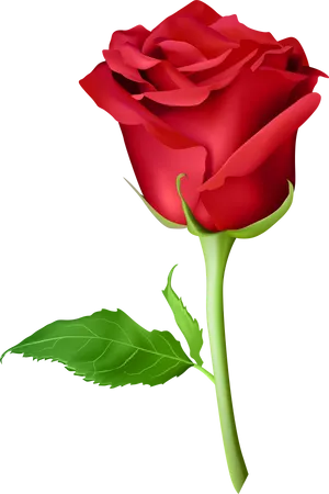 Red Rose Black Background