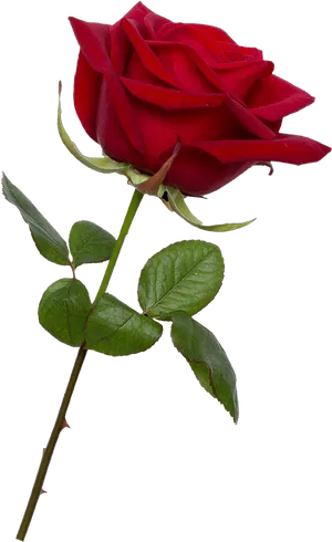 Red Rose Black Background