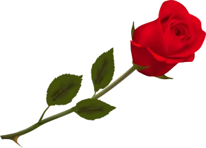 Red Rose Black Background