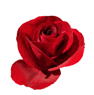Red Rose Black Background
