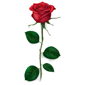 Red Rose Blossom PNG 05242024