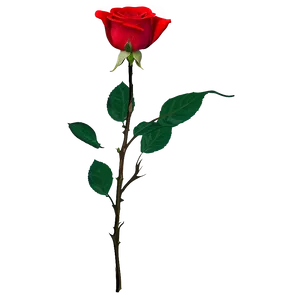 Red Rose Blossom PNG 05242024