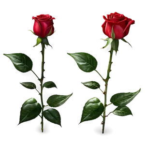 Red Rose Blossom PNG Oyx73