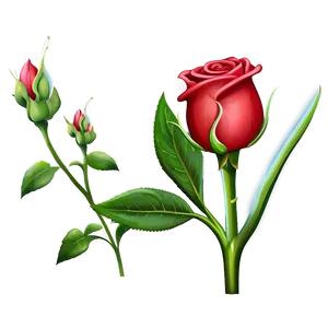 Red Rose Bud PNG 05242024