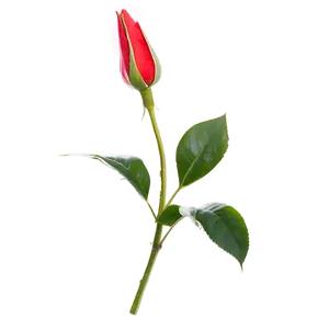 Red Rose Bud PNG Mgg
