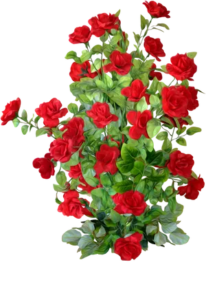 Red Rose Bushon Black Background PNG image